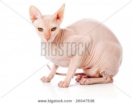 แมวสฟิงซ์ดอน (DONSPHINX) แยกต่างหากบนพื้นหลังสีขาว
