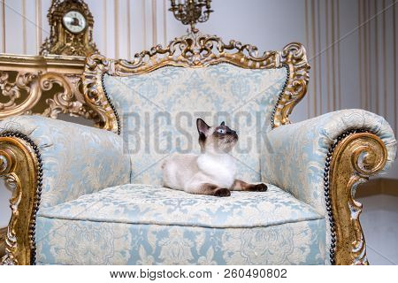 Beautiful Rare Breed Of Cat Mekongsky Bobtail Female Pet Cat Without Tail Sits Interior Of European 