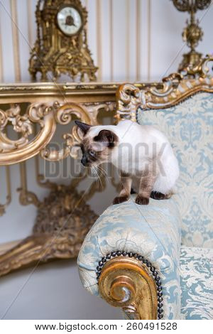 Beautiful Rare Breed Of Cat Mekongsky Bobtail Female Pet Cat Without Tail Sits Interior Of European 
