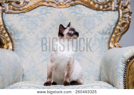 Beautiful Rare Breed Of Cat Mekongsky Bobtail Female Pet Cat Without Tail Sits Interior Of European 