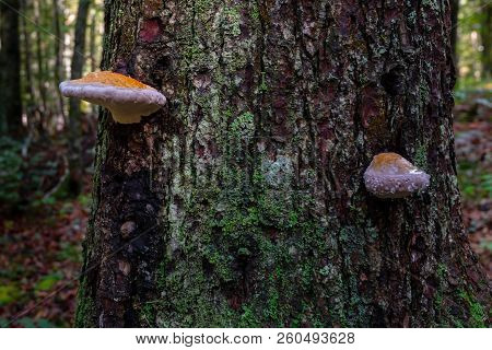 Mushroom On Tree With Dew, Water Drops, Bark Covered With Green Moss. Weeping Mushroom Effect Is Fun