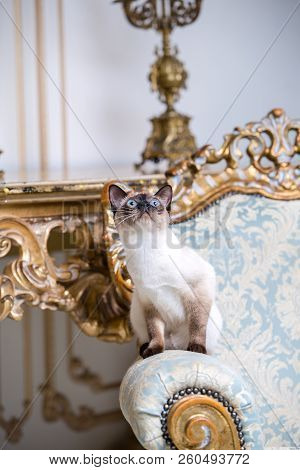 Beautiful Rare Breed Of Cat Mekongsky Bobtail Female Pet Cat Without Tail Sits Interior Of European 
