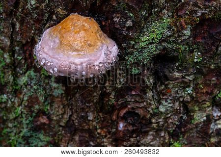 Mushroom On Tree With Dew, Water Drops, Bark Covered With Green Moss. Weeping Mushroom Effect Is Fun