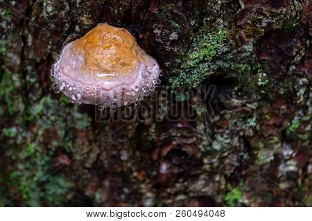 Mushroom On Tree With Dew, Water Drops, Bark Covered With Green Moss. Weeping Mushroom Effect Is Fun
