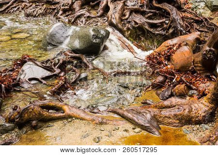 Autumn Nature With Rocks And Leaves In Troodos Mountains In Cyprus