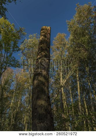Forest In Jeseniky Mountains In Summer Sunny Nice Day