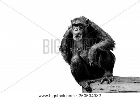 Orangutan On A White Background. Image Black And White