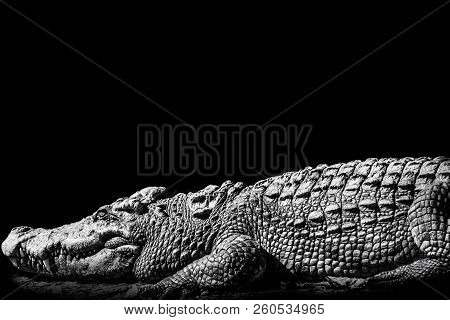 Close Up , Crocodile Is Sleeping. Black And White.
