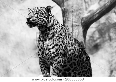 Leopard Is Happy In Nature Black And White.