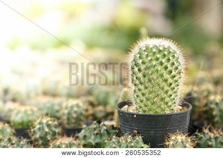 The Beauty Of The Cactus In The Backyard Pot