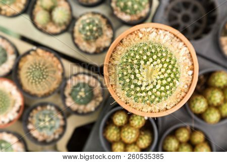 The Beauty Of The Cactus In The Backyard Pot