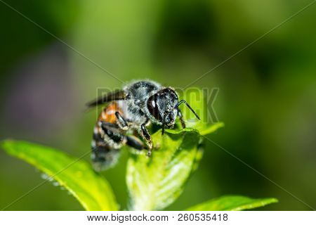 Close Up, Bees Are On The Flowers.