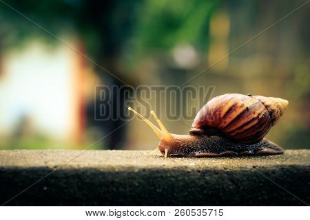 Snails Walking On The Wall Of The House.