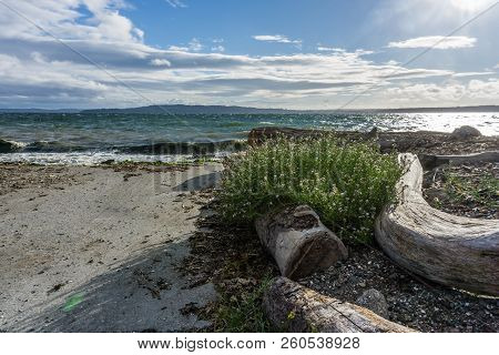 A Seascape Shot Of Sand, Driftwood And The Puget Sound From Burien, Washington.