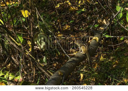 Chipmunk Sits On A Branch In The Autumn Undergrowth