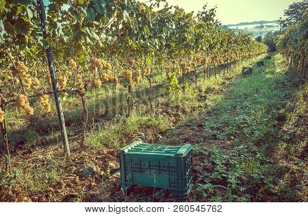 Box For Harvesting Grape At Beautiful Grapeyard Of Tuscany, With Green Valleys And Hills Around. Win
