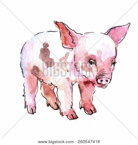 Pink Pig Wild Animal In A Watercolor Style Isolated.