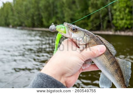A Small Zander Biting A Green Jig Bait, Fisherman Holding It In Hand