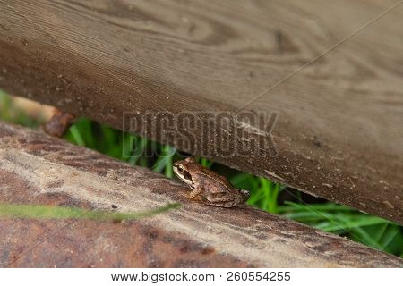 Little Frog Hides Between Wood Block And Metal Beam