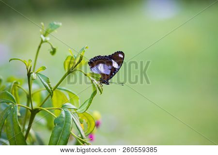 The Eggfly Butterfly Sitting On The Flower Plant With A Nice Soft Green Blurry Background In Its Nat