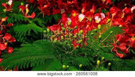 Green Floral Buds Of Flamboyan Tree In Full Flowering, Delonix Regia