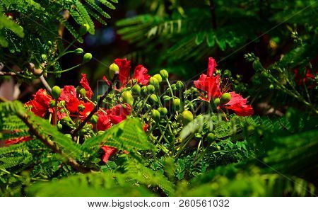 Floral Buds And Flowers Amidst Green Branches, Flamboyan Tree In Bloom