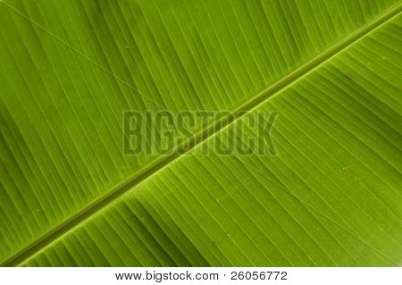 banana leaf