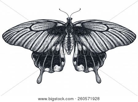 Beautiful Butterfly Tattoo Sketch. Tropical Butterfly. Papilio Memnon. Dotwork Tattoo. Traditional B