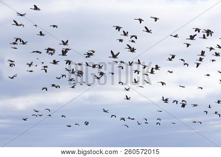 Hunting Season Waterfowl, Geese, Ducks.
The Many Hunters Waiting For   The Flocks 
Of Geese And Duck