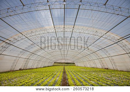Photo Of A Organic Food Crops In Farmland