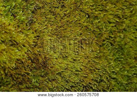 Green Moss Grown Up Cover The Rough Stones In The Forrest. Show With Macro View. Rocks Full Of The M
