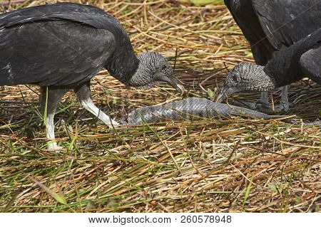 Black Vultures (coragyps Atratus) Feeding On Fish Carrion In Florida Everglades Usa