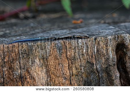 Juvenile Five-lined Skink On Tree Stump. It Is A Species Of Lizard Endemic To North America And One 