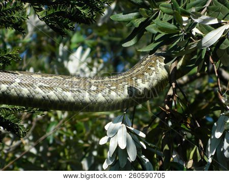 Australian Carpet Python Moving Through A Tree By Our House After Spending The Night In Our Roof Cav