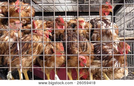 caged chickens