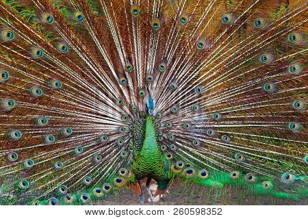 Portrait Of Wild Male Peacock With Fanned Colorful Train. Green Asiatic Peafowl Display Tail With Bl