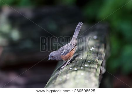 A Spotted Towhee Bird At Bc Canada