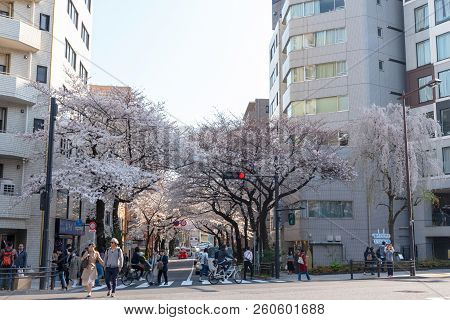 Tokyo, Japan - March 29, 2018: Cherry Blossom Around Yasukuni Shrine, Tokyo, Japan. Yasukuni Shrine 