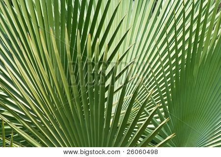 Palm tree pozadí