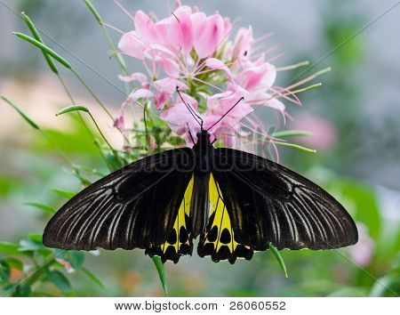 ผีเสื้อ papilio helenus พันธุ์