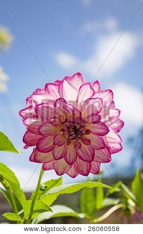 dahlia สีม่วง