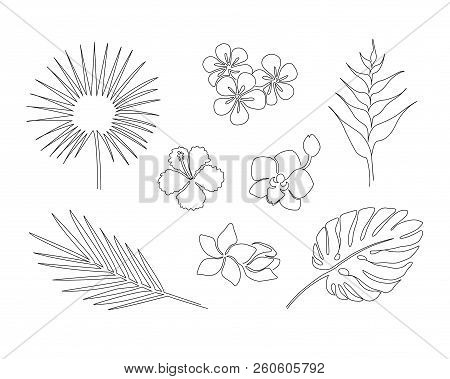 Set Of Hand Drawn Tropical Plants Isolated On White Background. Monstera, Copernicia, Orchid, Palm, 