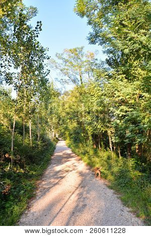Photo Picture Of A Countryside Desert Dirt Path
