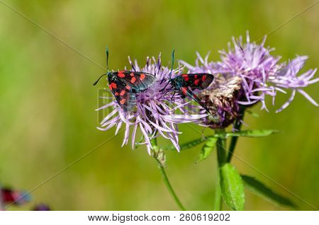 A Six-spot Burnet Moth -zygaena Filipendulae- Sitting On Knapweed -centaurea Genus- Flower, In The I