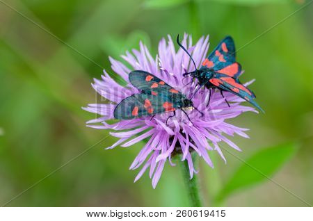 A Six-spot Burnet Moth -zygaena Filipendulae- Sitting On Knapweed -centaurea Genus- Flower, In The I