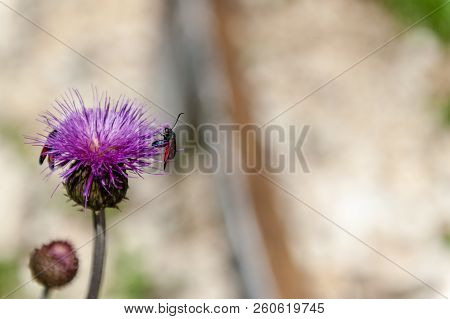 A Six-spot Burnet Moth -zygaena Filipendulae- Sitting On Knapweed -centaurea Genus- Flower, In The I