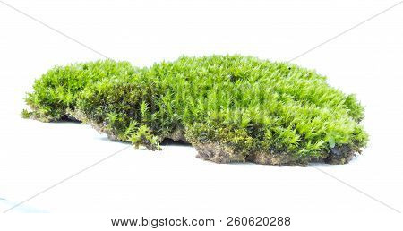 Green Moss Isolated On White Background Close Up