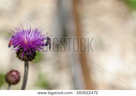 A Six-spot Burnet Moth -zygaena Filipendulae- Sitting On Knapweed -centaurea Genus- Flower, In The I