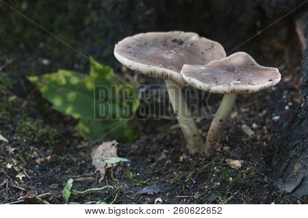 Deer Mushroom (pluteus Cervinus) Near A Birch Tree Stump