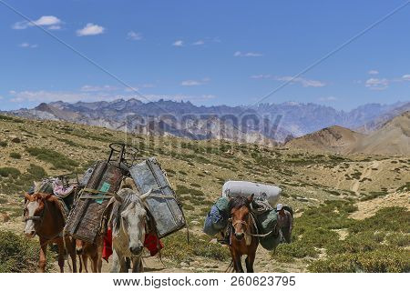 Horses And Mules Carrying Heavy Goods In Himalaya Mountains, Markha Valley, Ladakh, India.